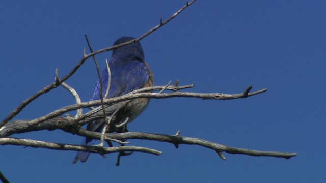 Eastern Bluebird (Eastern) - ML482749