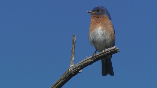 Eastern Bluebird (Eastern) - ML482750