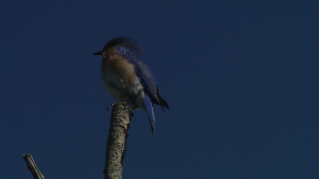 Eastern Bluebird (Eastern) - ML482751