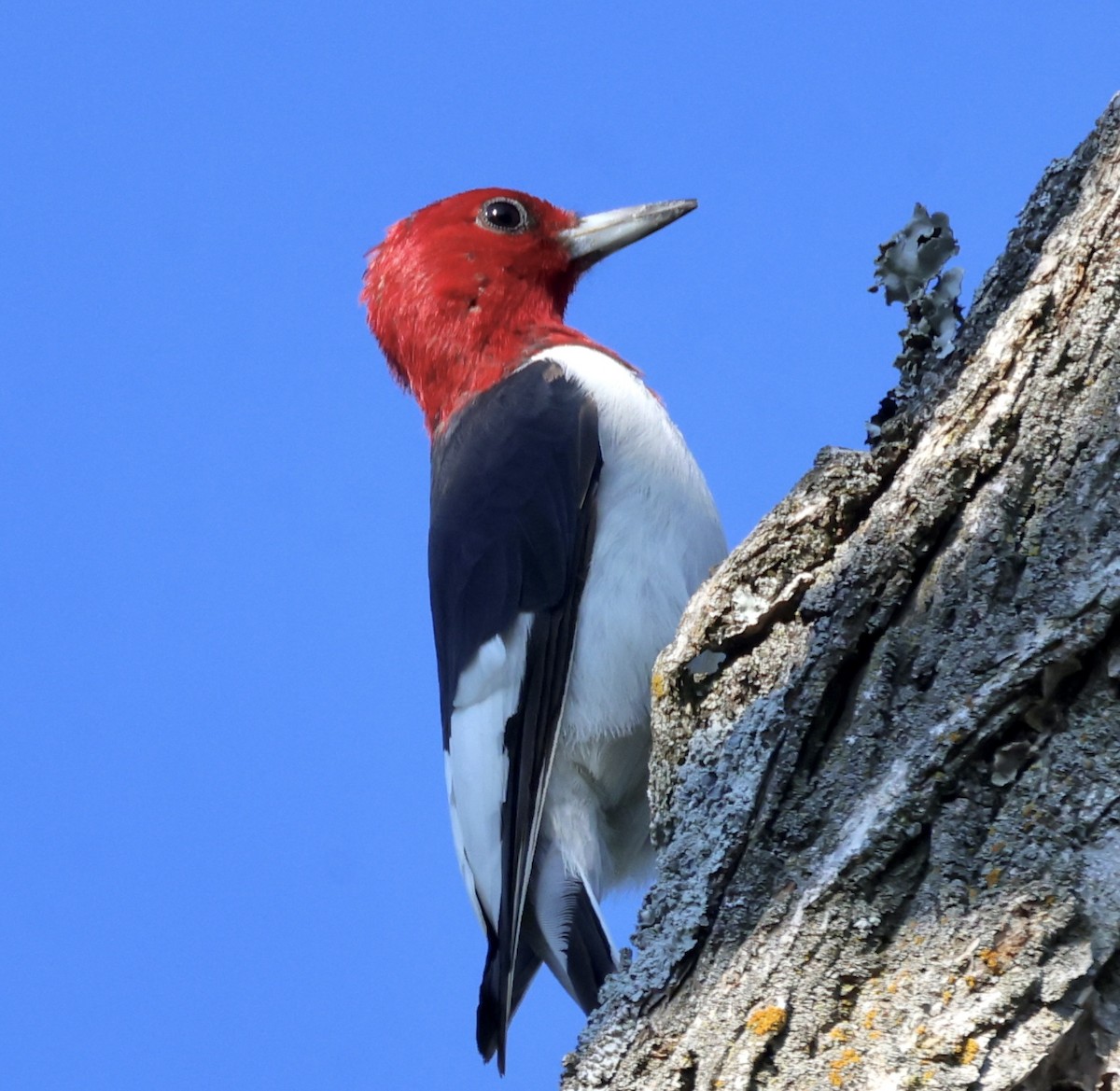 Red-headed Woodpecker - ML482752431