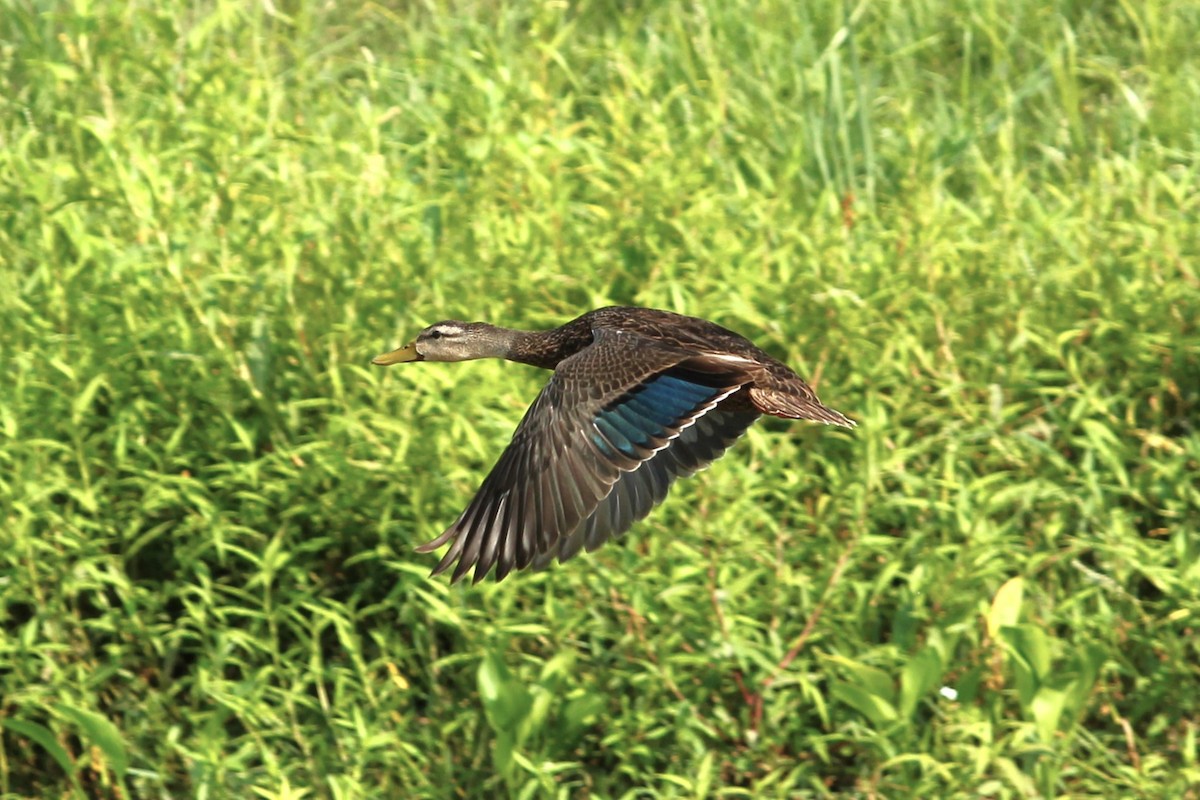 Mottled Duck (Gulf Coast) - ML482759071