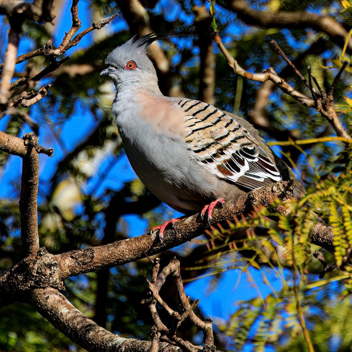 Crested Pigeon - ML482760651