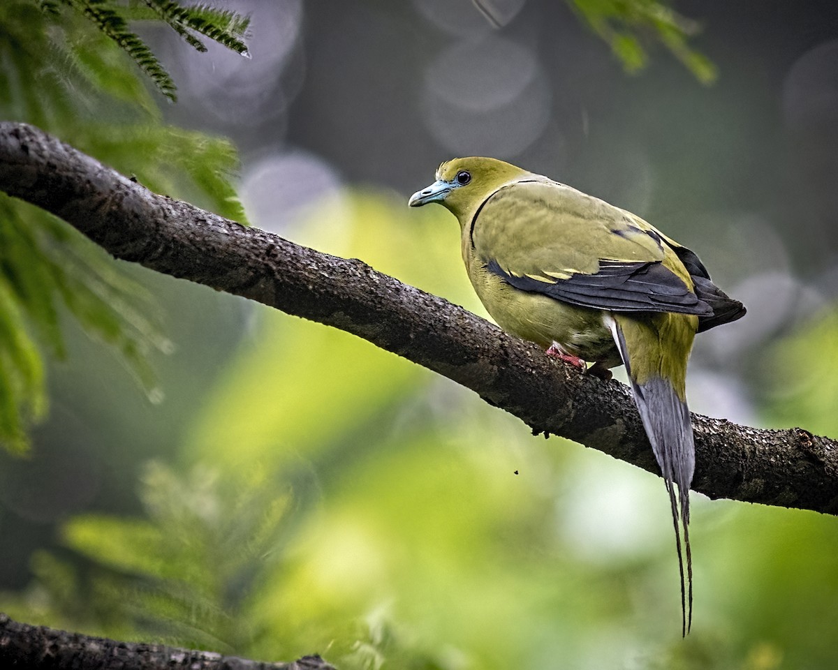 Pin-tailed Green-Pigeon - Arpan Saha