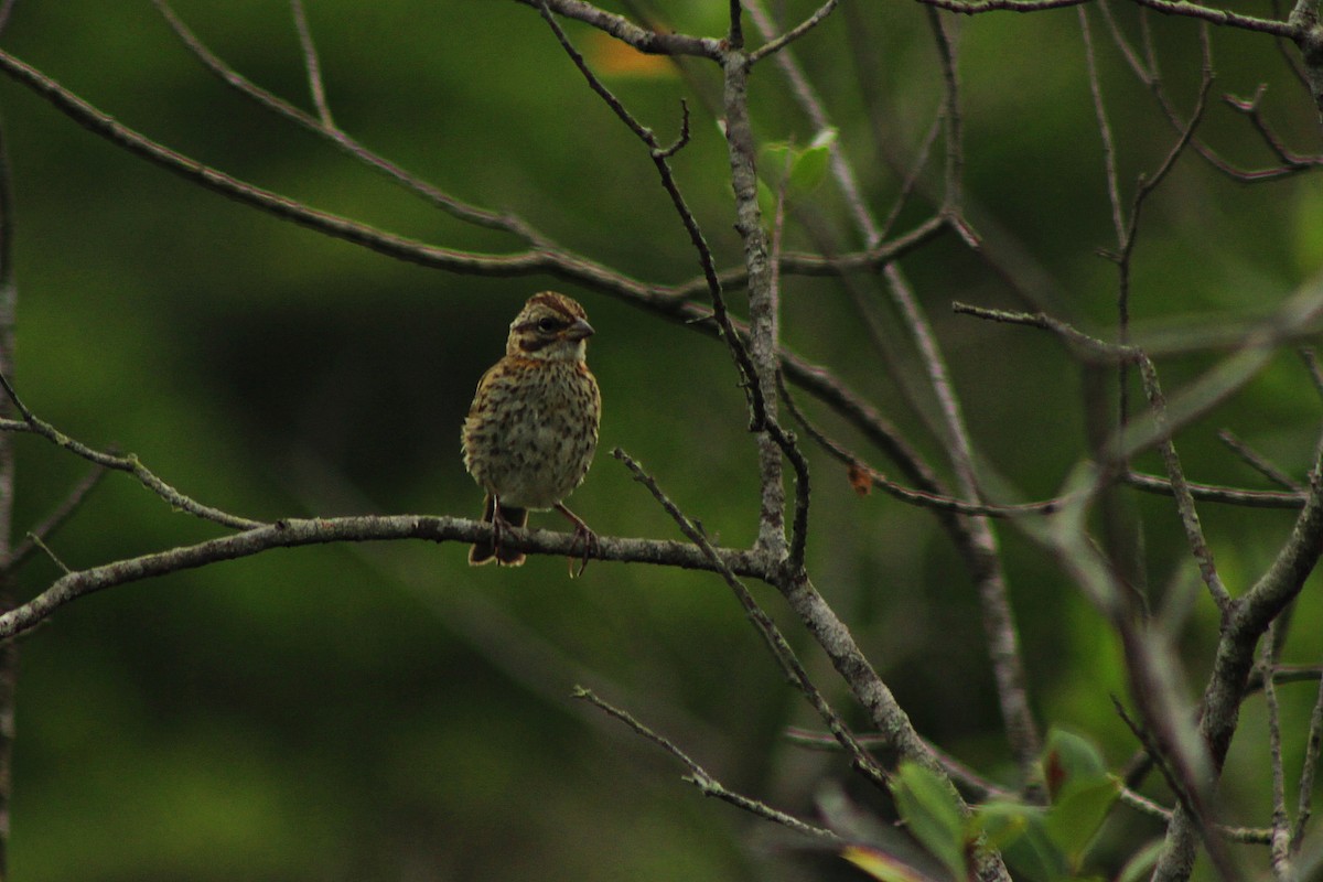 Rufous-collared Sparrow - ML48277441