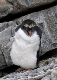 Macaroni Penguin - Edward Smith