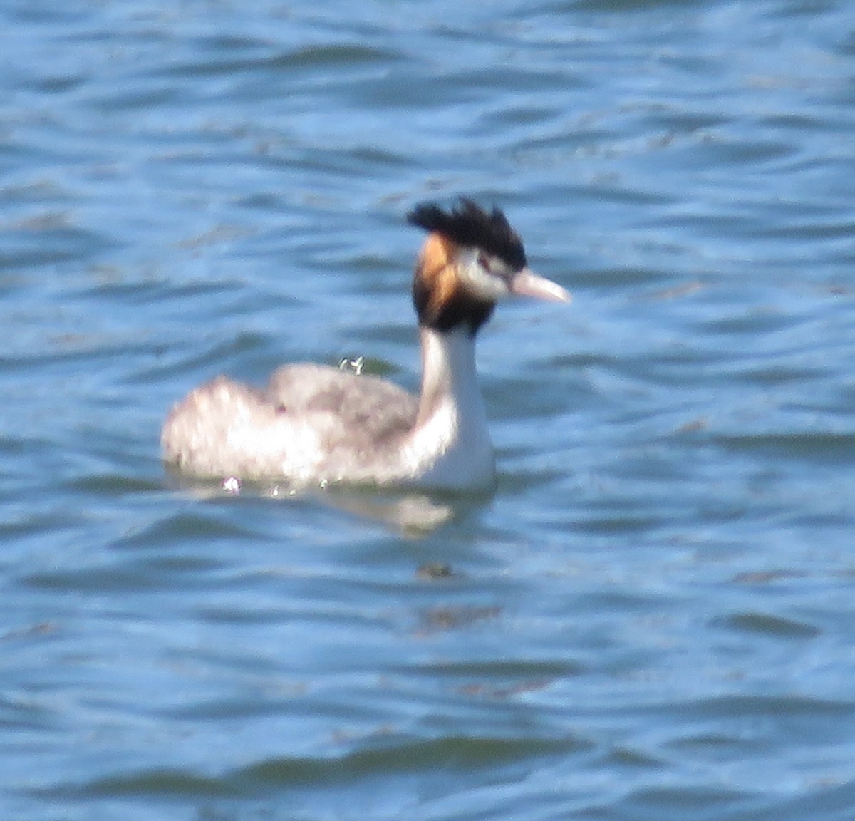 Great Crested Grebe - ML482779441