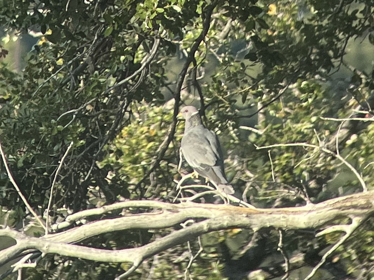 Pigeon à queue barrée (groupe fasciata) - ML482779951