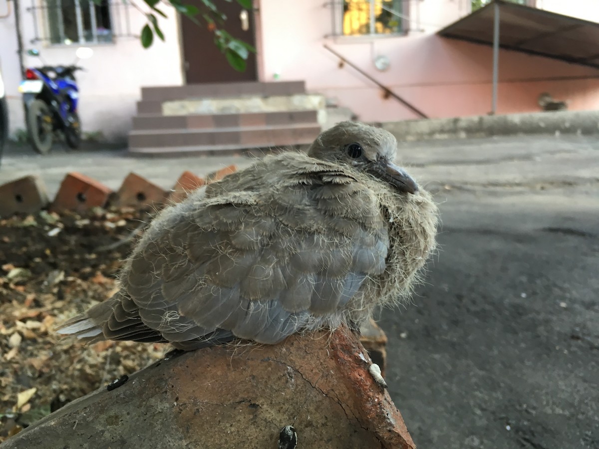 Eurasian Collared-Dove - African Googre