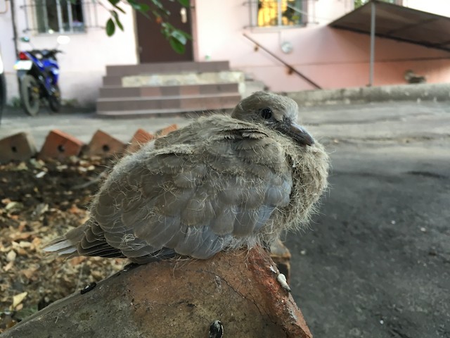Fledgling. - Eurasian Collared-Dove - 