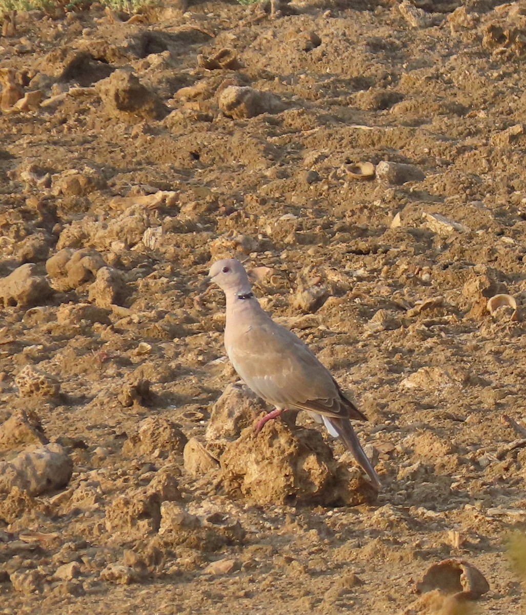 Eurasian Collared-Dove - ML482783781