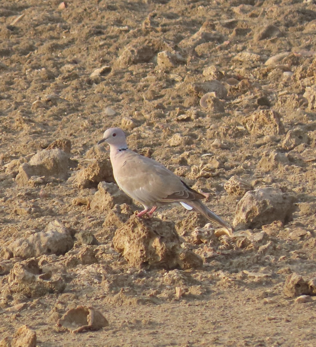 Eurasian Collared-Dove - Ute Langner