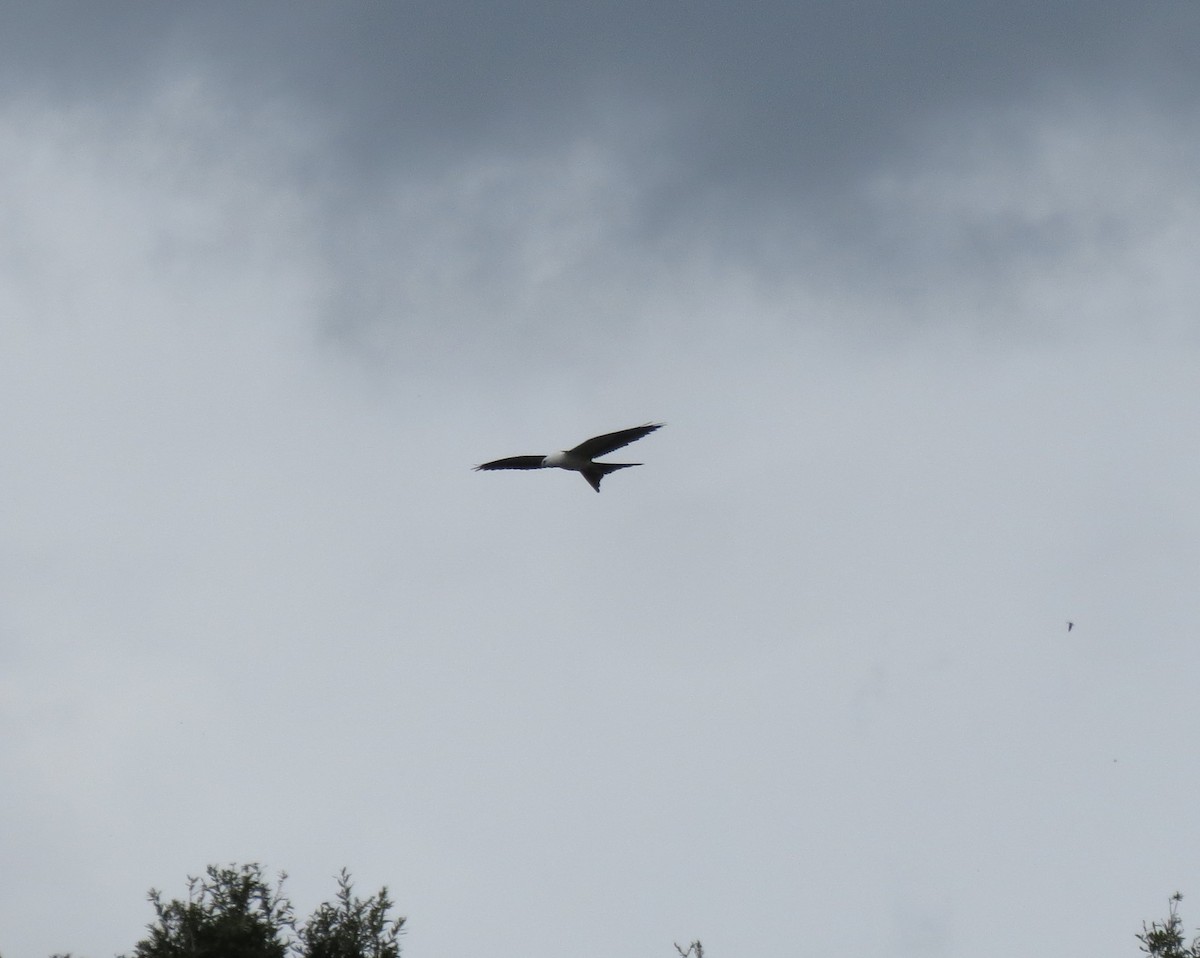 Swallow-tailed Kite - ML482787551