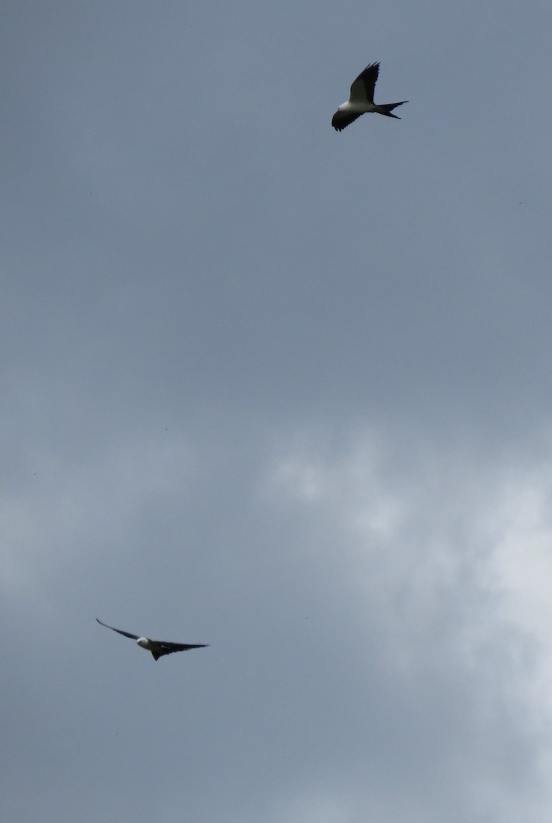 Swallow-tailed Kite - ML482787561
