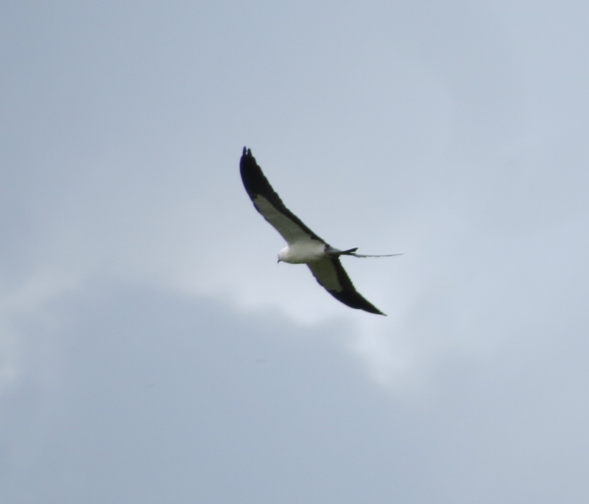 Swallow-tailed Kite - ML482787571