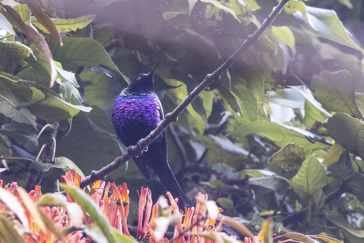 Purple-breasted Sunbird - ML482787851
