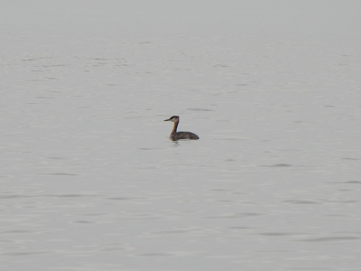 Red-necked Grebe - ML482789141