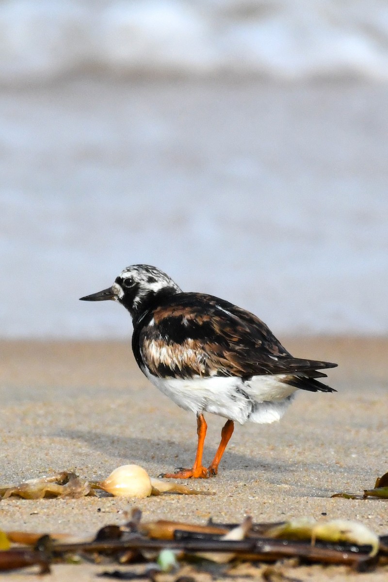 eBird Checklist - 10 Sep 2022 - Chavakkad Puthan Kadappuram - 16 species