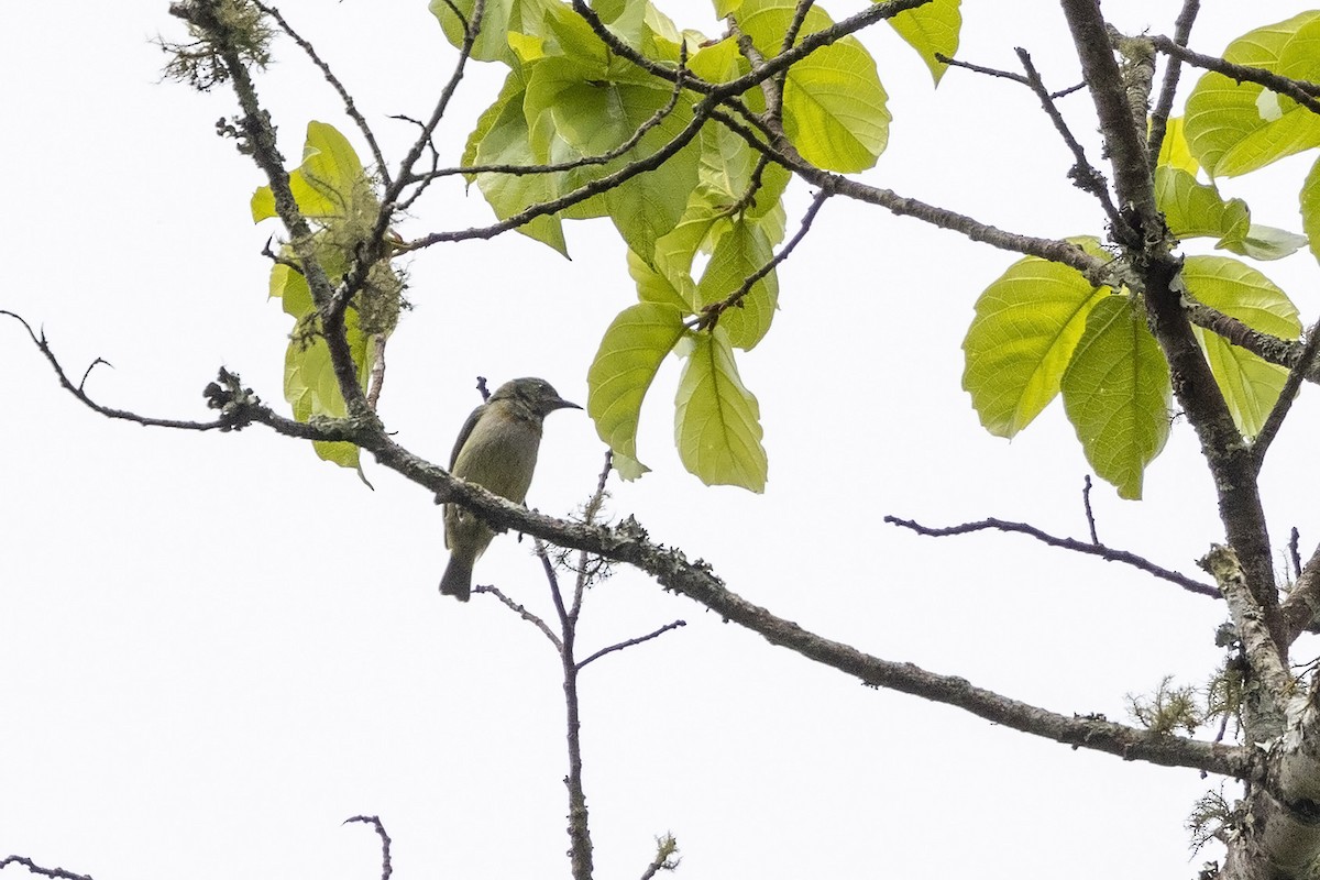 Green Sunbird (Gray-throated) - Niall D Perrins