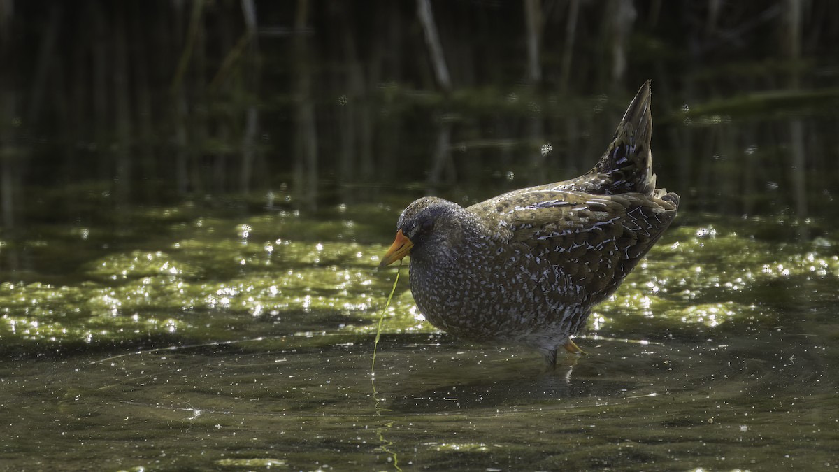 Spotted Crake - ML482796901