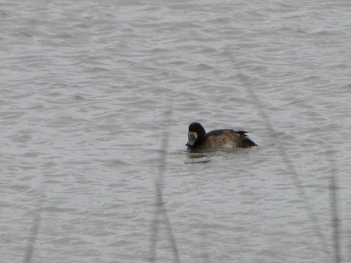 Greater Scaup - Mary Mehaffey