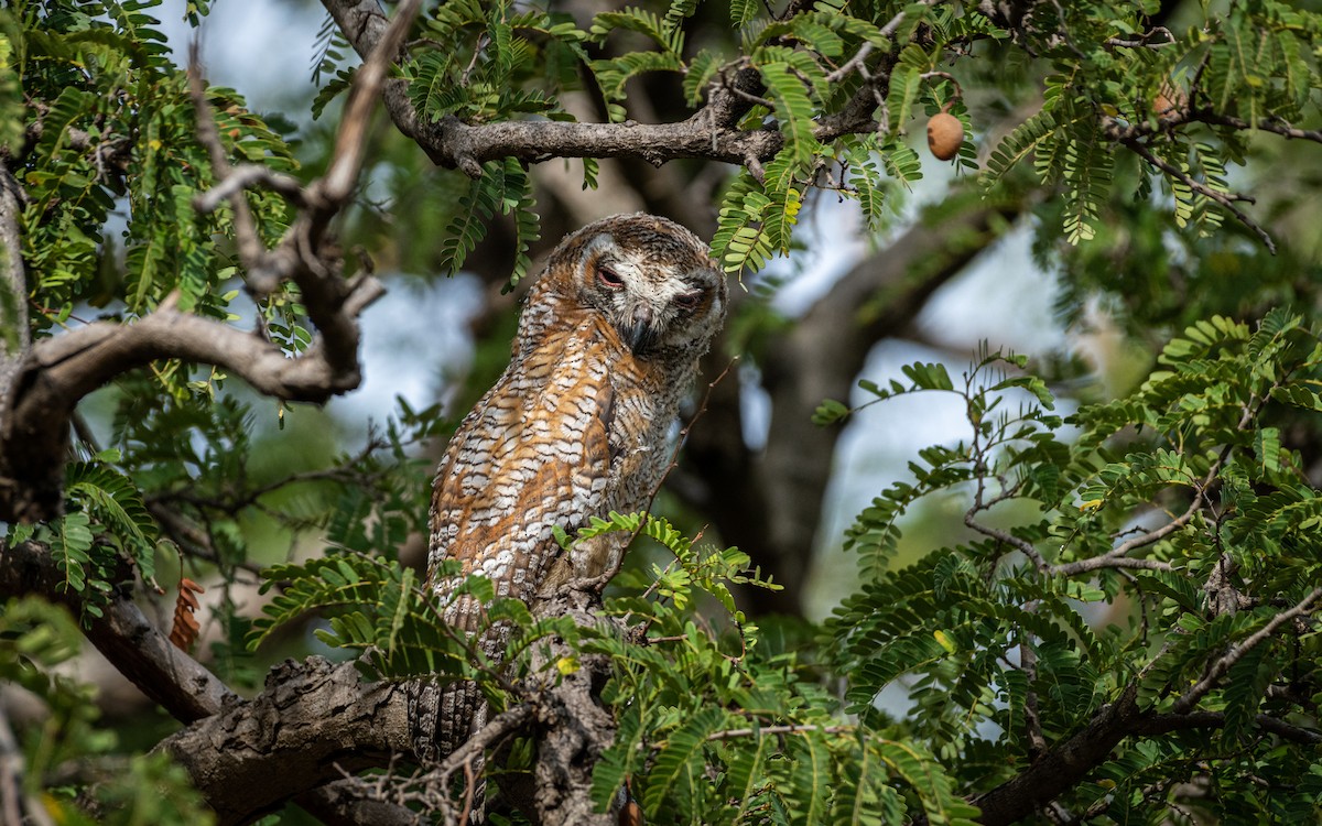 Mottled Wood-Owl - Sharang Satish