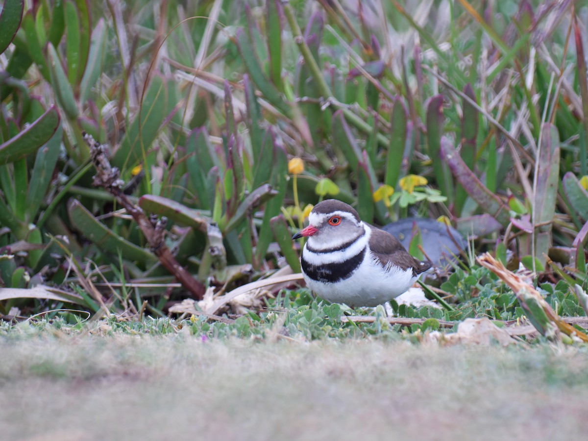 Three-banded Plover - ML482811031