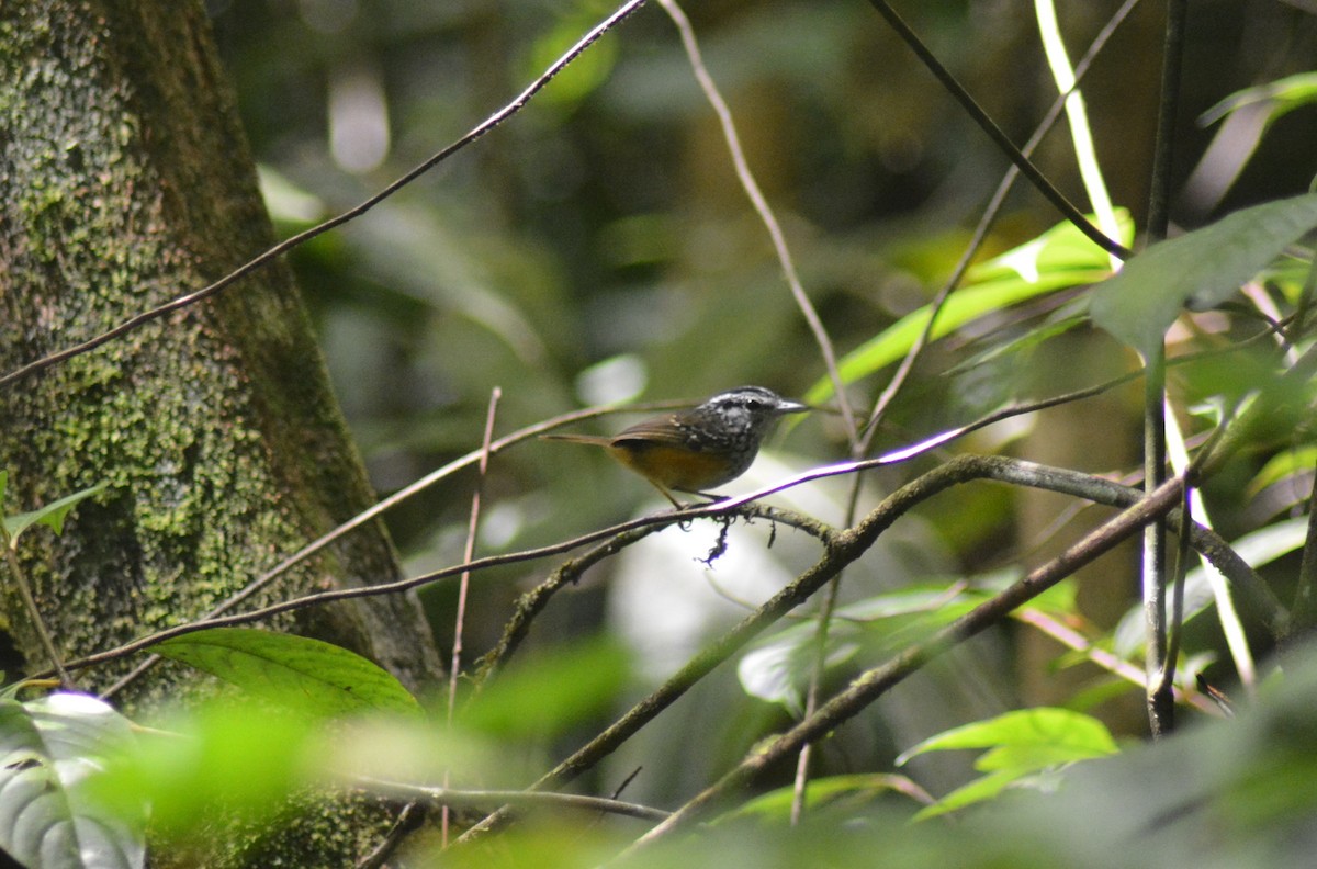 Guianan Warbling-Antbird - ML482812111