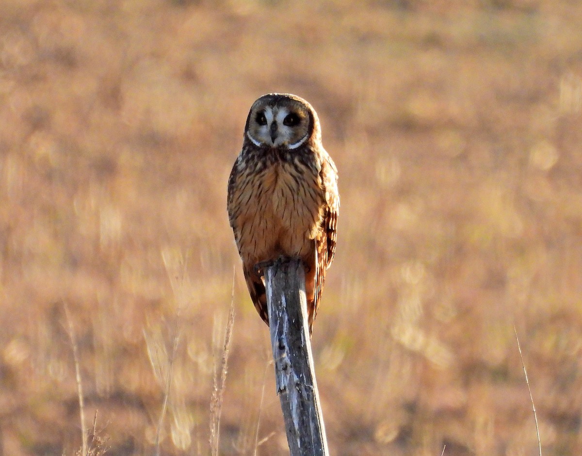 Short-eared Owl - ML482812131