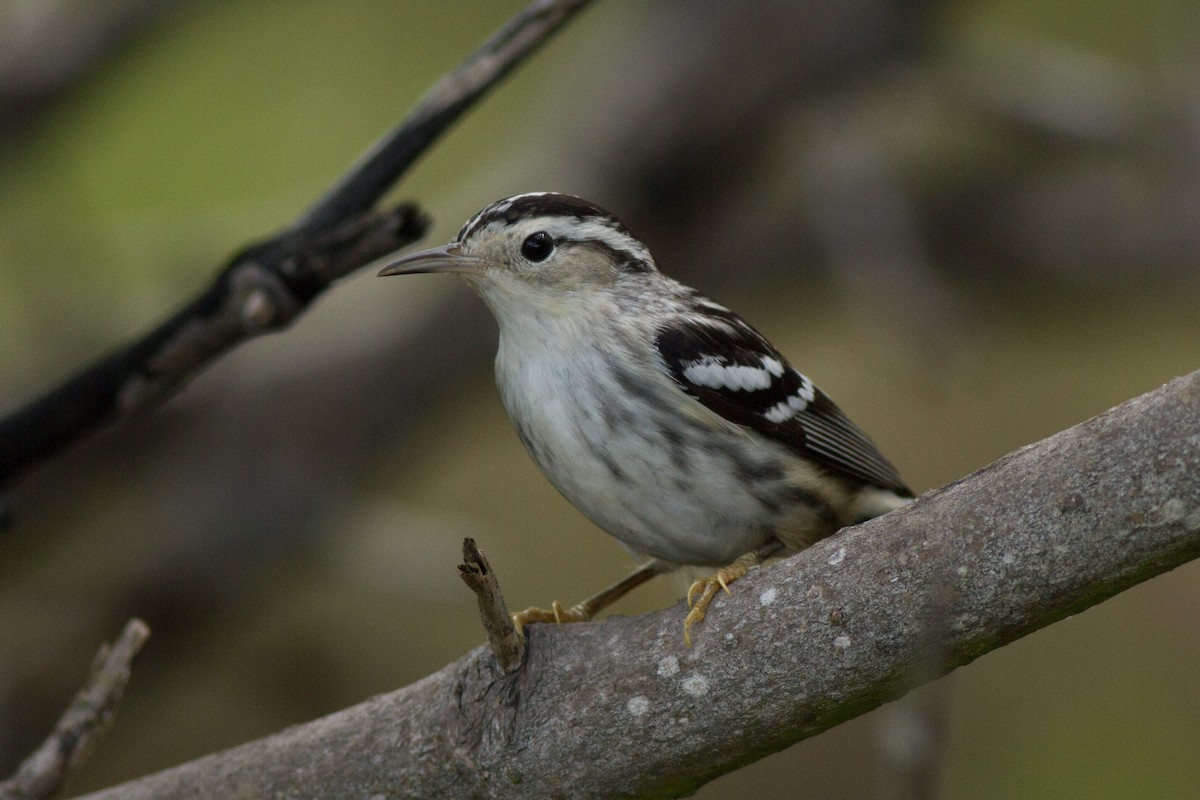 Black-and-white Warbler - ML48281441