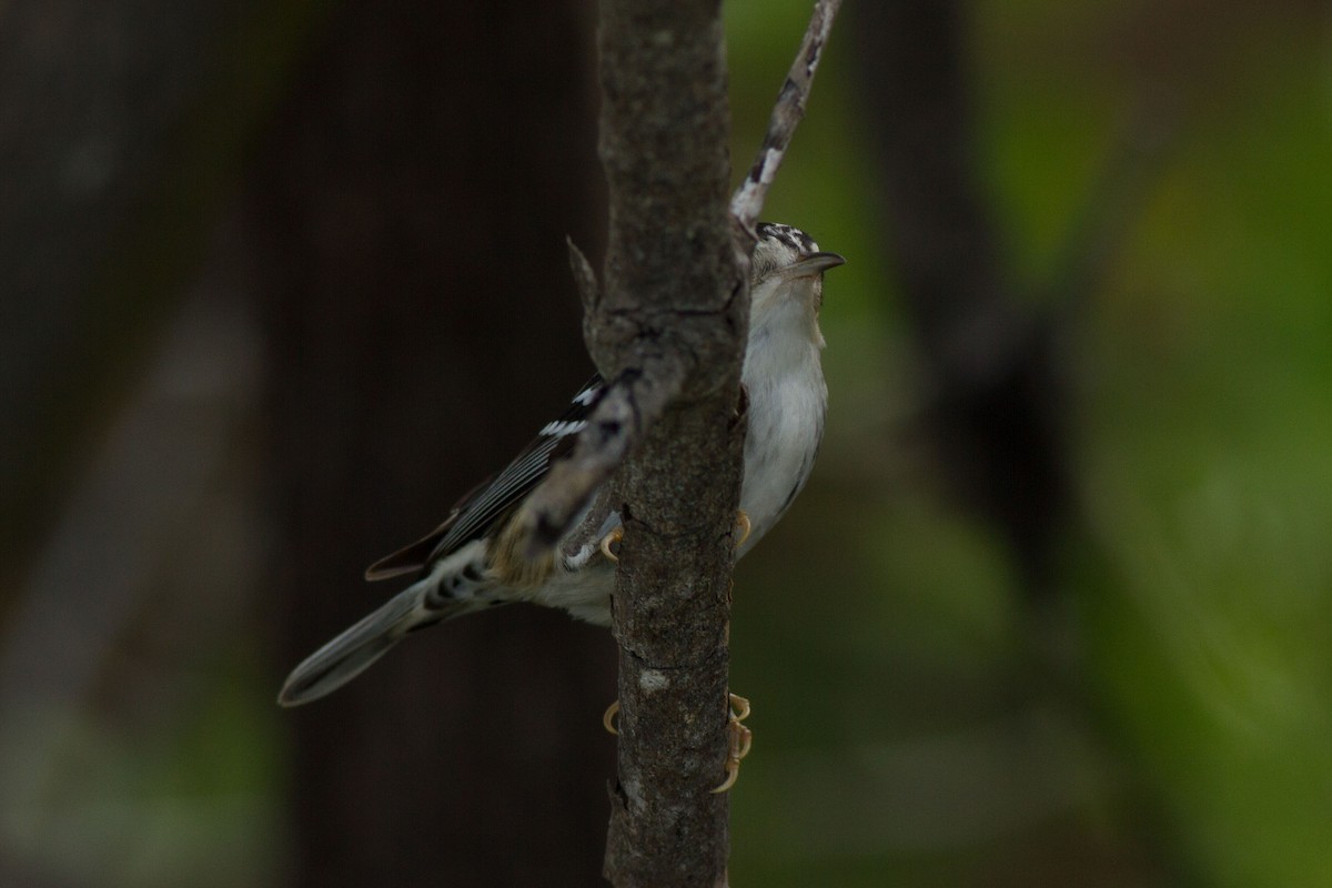 Black-and-white Warbler - ML48281451