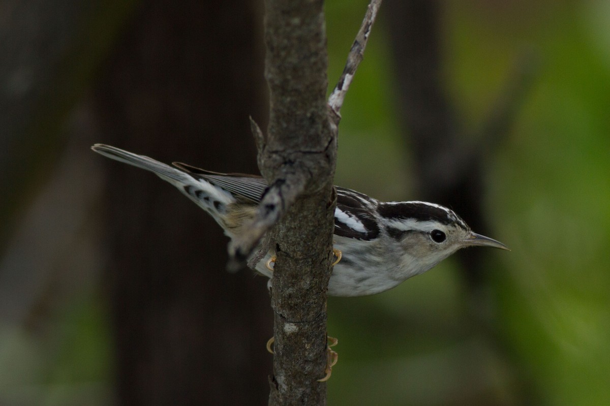 Black-and-white Warbler - ML48281461