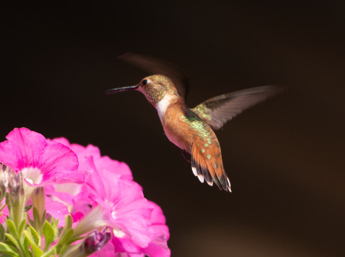 Rufous Hummingbird - Jeff  Bahls