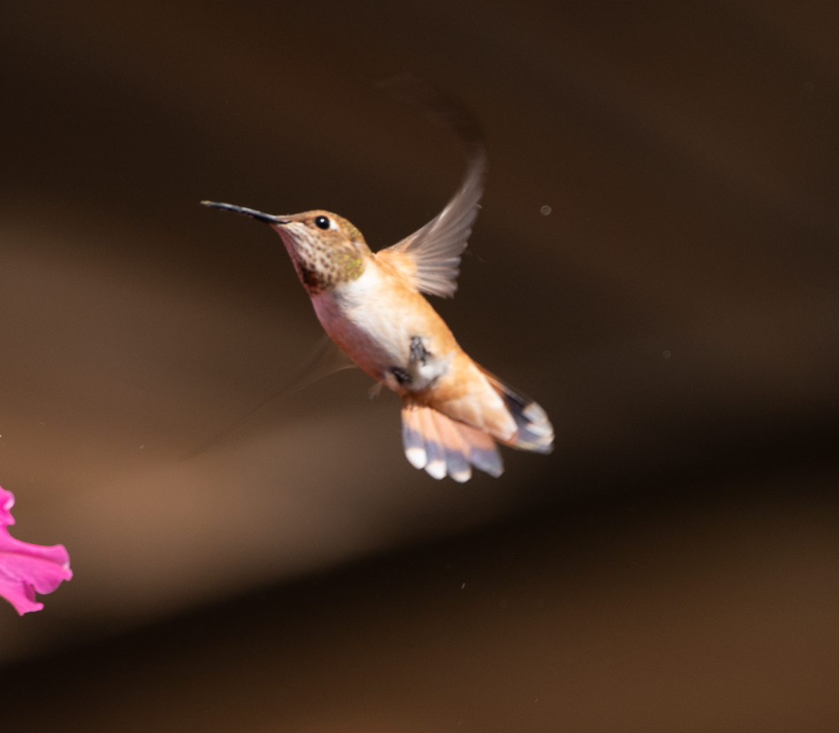 Rufous Hummingbird - ML482818801