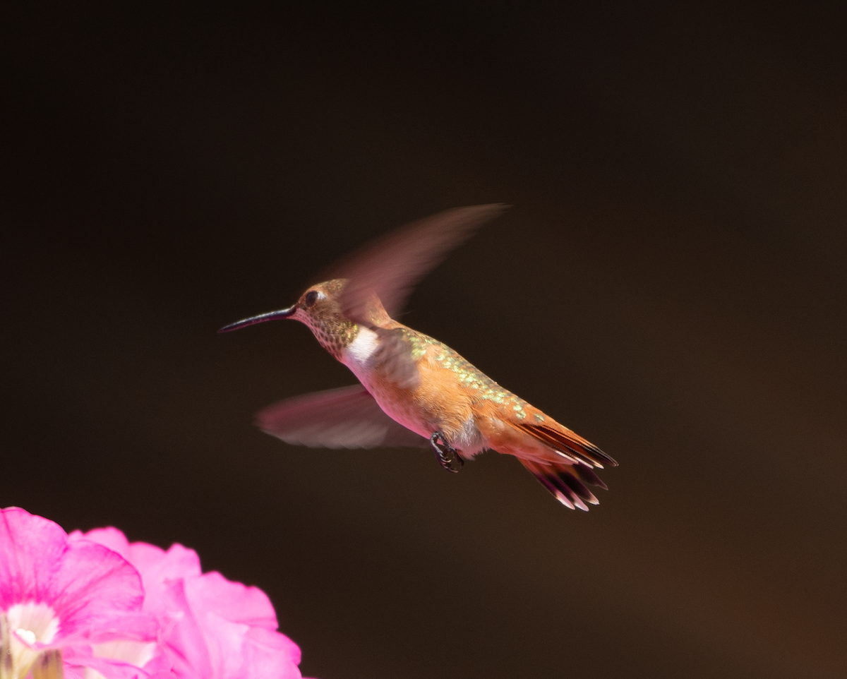 Rufous Hummingbird - ML482818811