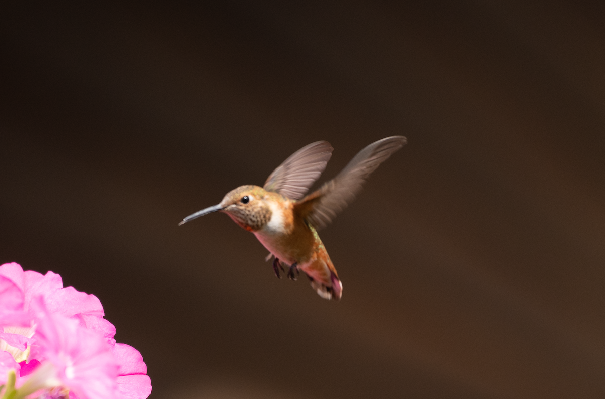 Rufous Hummingbird - ML482818941