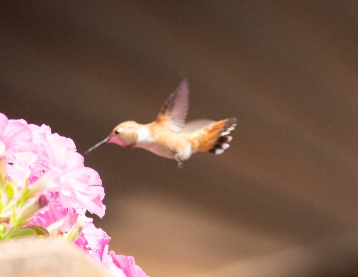 Rufous Hummingbird - ML482818951