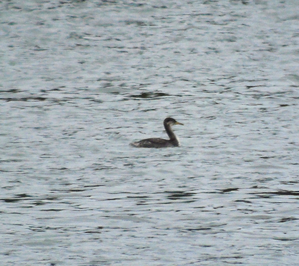 Red-necked Grebe - ML482819531