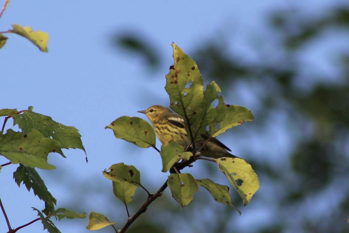 Cape May Warbler - ML482828111