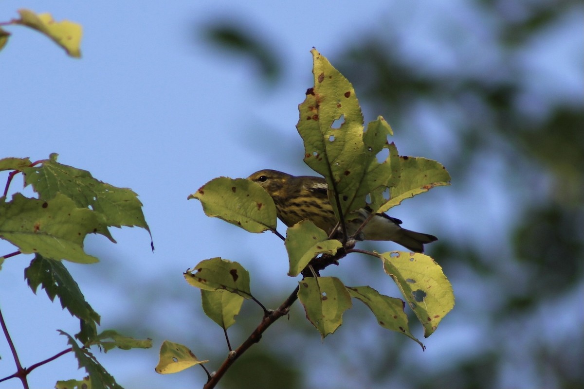 Cape May Warbler - ML482828121