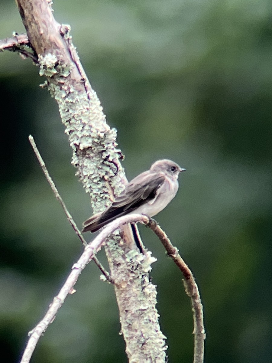 Northern Rough-winged Swallow - Jayne Rhynard