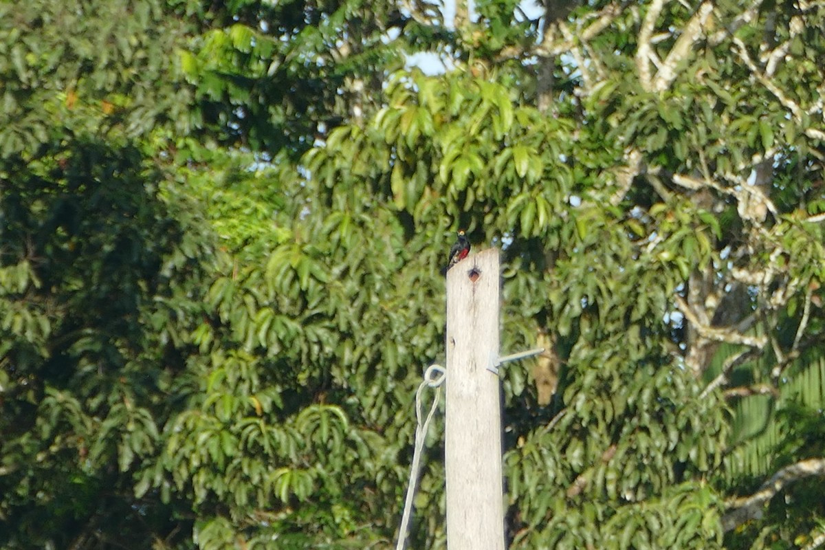 Yellow-tufted Woodpecker - ML48283561