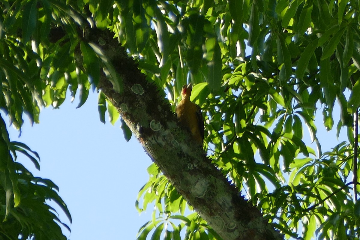 Cream-colored Woodpecker - ML48283611