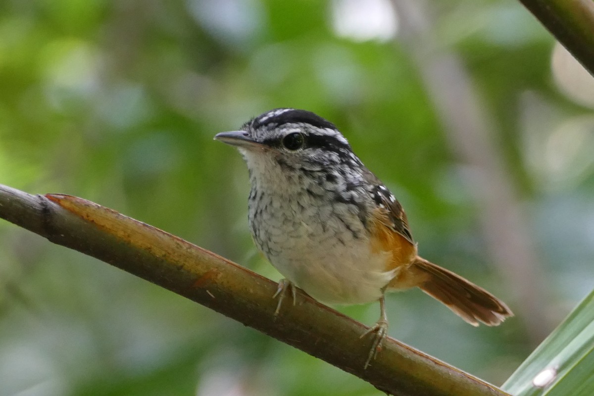 Guianan Warbling-Antbird - Peter Kaestner