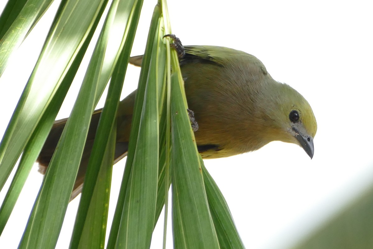 Palm Tanager - ML48284951