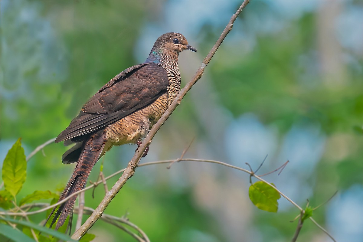 Barred Cuckoo-Dove - Rajkumar Das