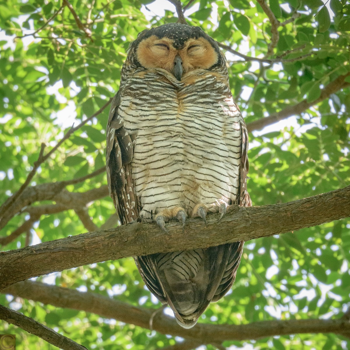 Spotted Wood-Owl - ML482851731