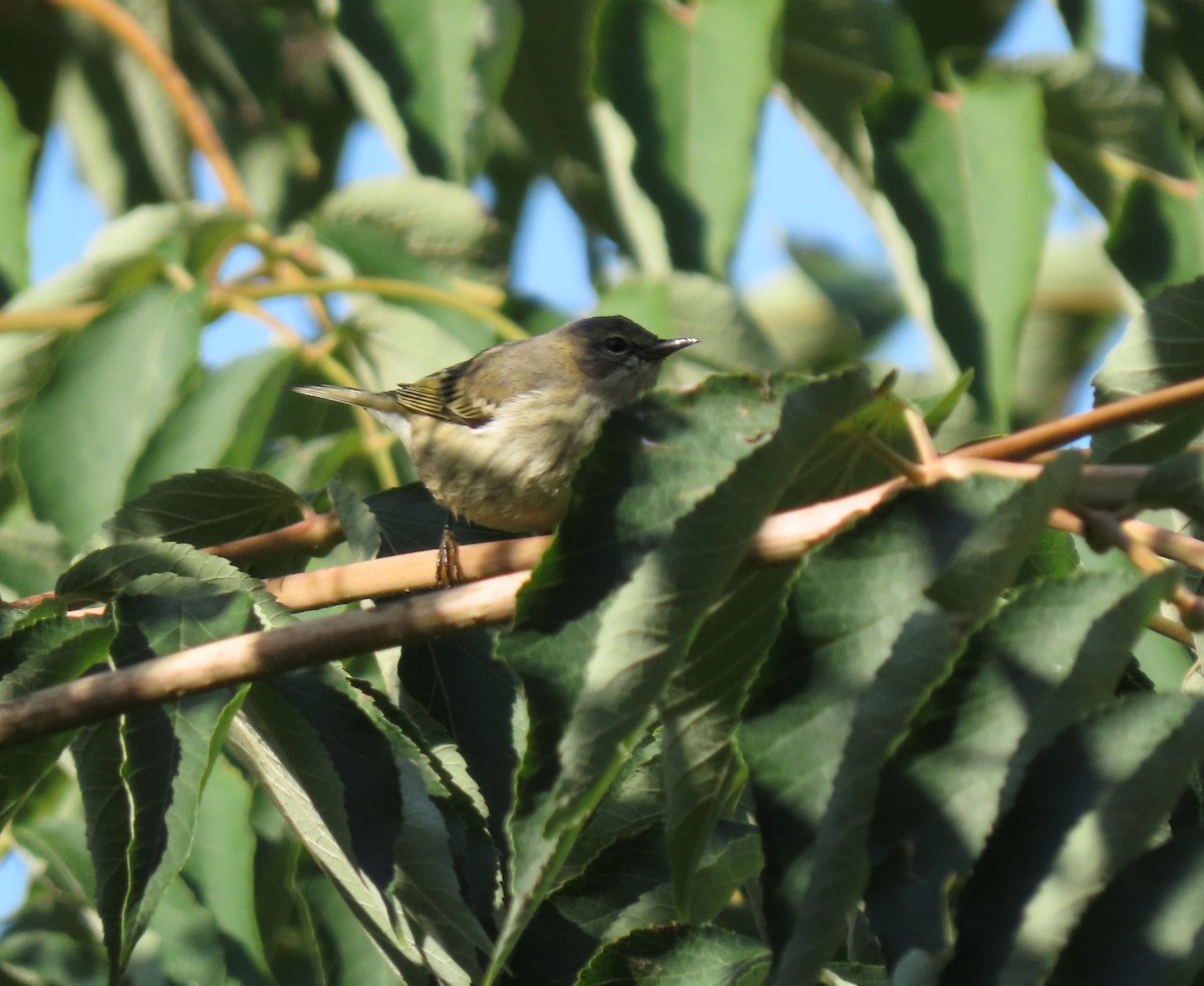 Cape May Warbler - ML482852301