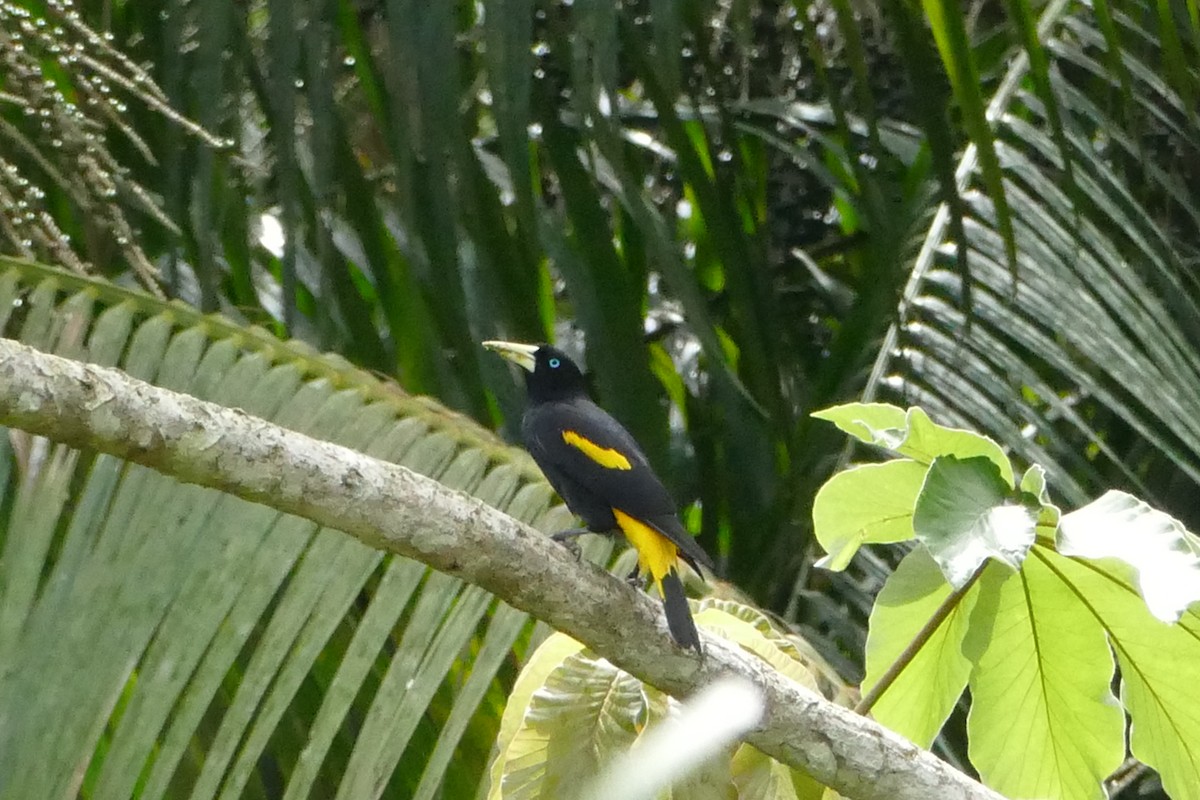 Yellow-rumped Cacique - ML48285241