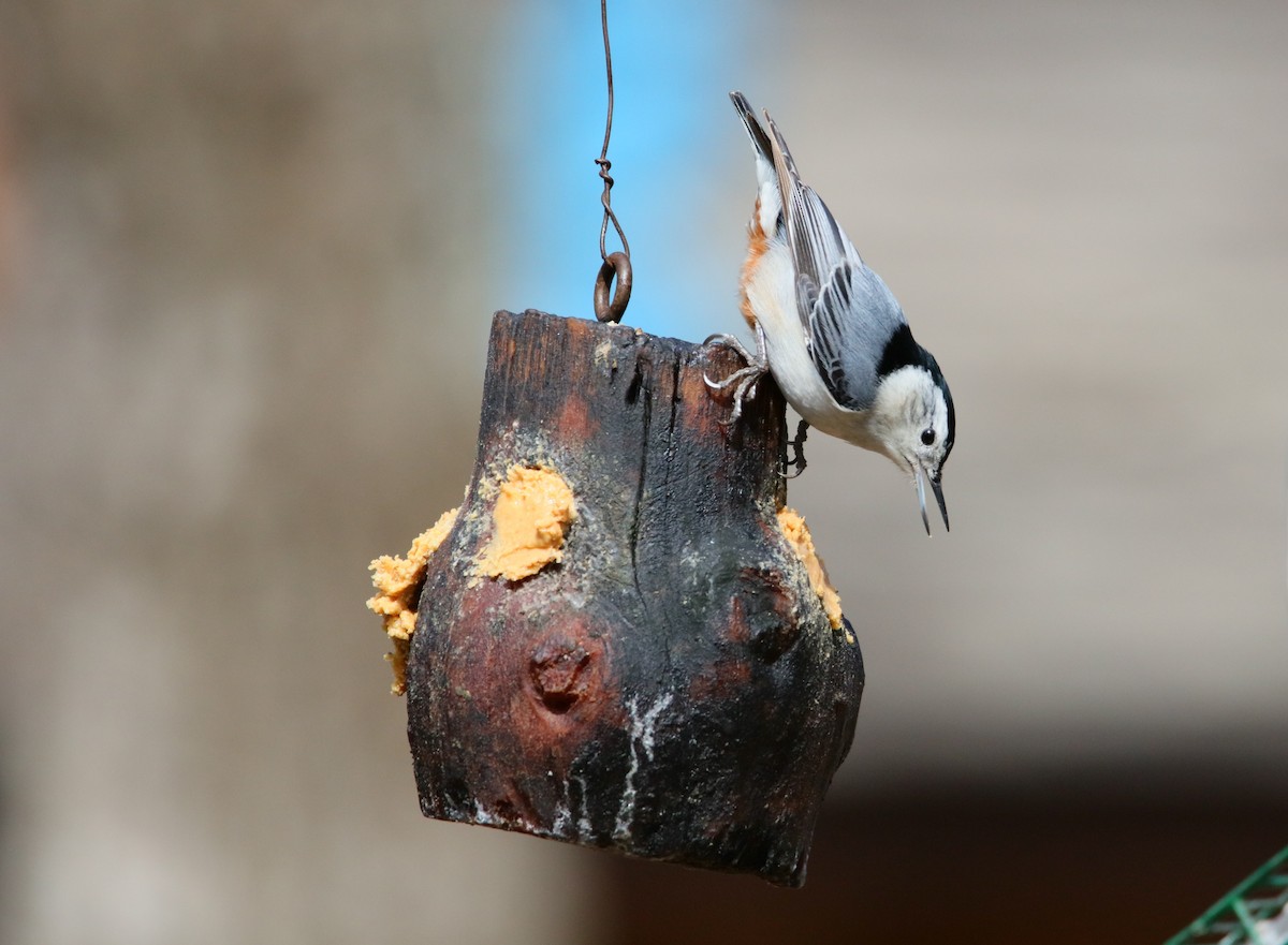 White-breasted Nuthatch - ML48285621