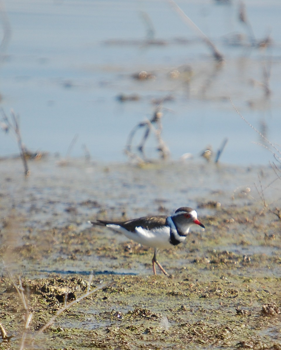 Three-banded Plover - ML482857431